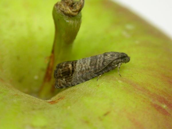 Codling moth 015